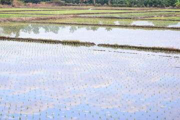 rice paddy agriculture farm, natural background