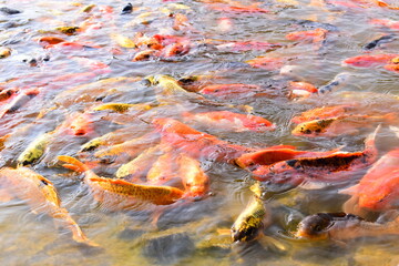 colourful crap fish in natural pond