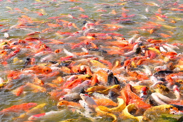 colourful crap fish in natural pond