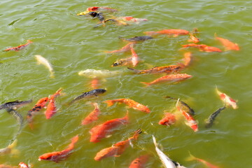 colourful crap fish in natural pond