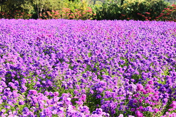 beautiful purple flower garden in springtime, natural background