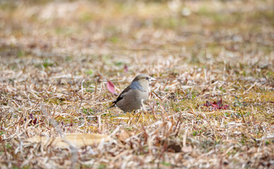 澄んだ瞳で何かを凝視する、冬の使者シメ