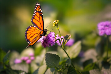 Obraz premium Monarch butterfly (Danaus plexippus) gathering fuel for its fall migration on a vibrant purple wildflower in Southern Ontario, Canada