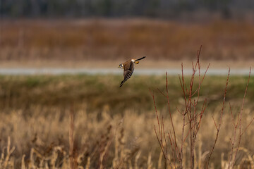 American kestrel