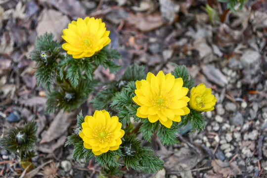 福寿草　forked-stem adonis