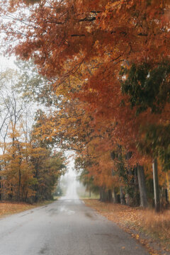 Maple trees photographed through a wet, rainy window, creating a blurry image.