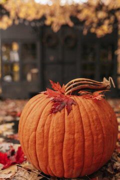 A freshly harvested pumpkin sitting on a sidewalk with maple leaves falling on top. 