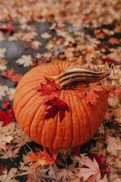 A freshly harvested pumpkin sitting on a sidewalk with maple leaves falling on top. 