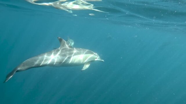 Slow motion video of a pod of common dolphins swimming in crystal clear deep ocean water off the east coast of Australia.