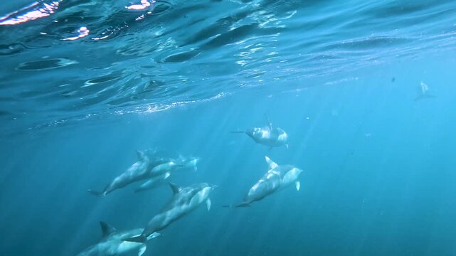 Slow motion video of a pod of common dolphins swimming in crystal clear deep ocean water off the east coast of Australia.