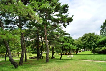 Pine Tree Park Landscape Scenic View