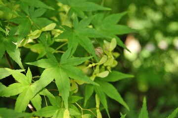 Fresh Summer Maple Leaves Detail