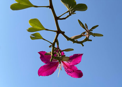 Flower Purple Orchid Tree, Butterfly tree (Bauhinia purpurea)