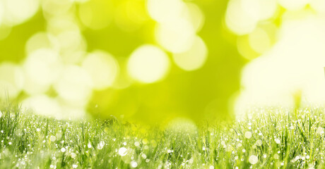 Fototapeta premium Vibrant grass with dew against blurred green background. Banner design