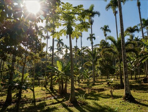 A vibrant tropical garden features various palm and papaya trees under a bright sun with lens flare creating a lush and exotic atmosphere.