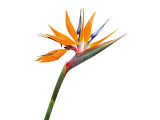 Obraz premium Bird of paradise flower with stem, isolated, viewed from the side in a close-up