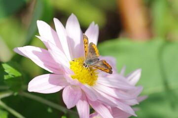 野菊の蜜を吸うベニシジミ