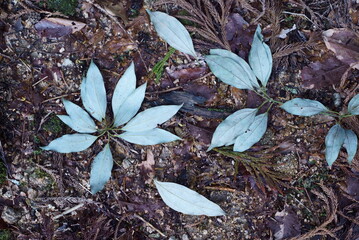 シロダモの落ち葉
