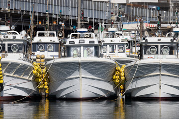 静岡県・由比漁港に密集して係留された白い漁船群