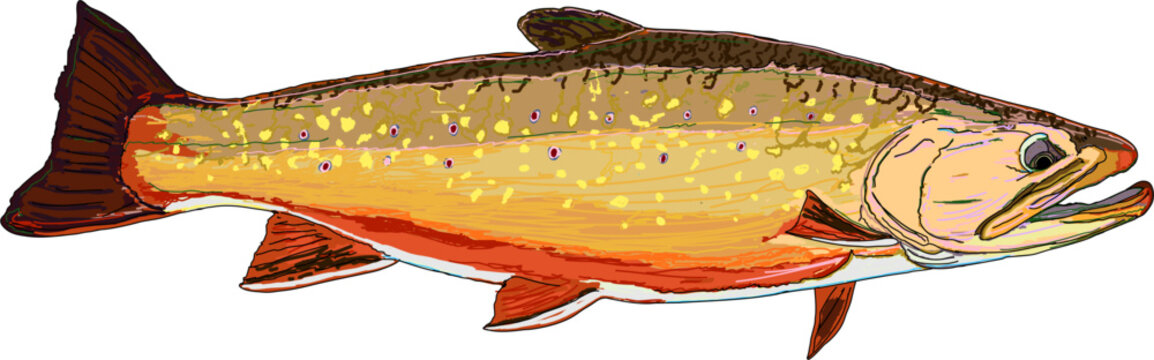 A colorful Brook Trout