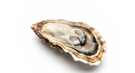 Single oyster shell open, showcasing interior