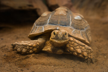 African spurred tortoise (Centrochelys sulcata) resting