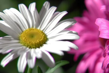 Obraz premium A close-up view of a delicate white daisy with vibrant yellow center against soft greenery