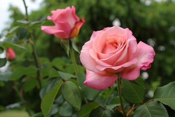 A close-up of a delicate pink rose blooming amidst lush green foliage