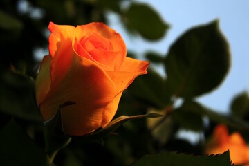 Obraz premium A vibrant orange rose blooming in natural sunlight against green foliage