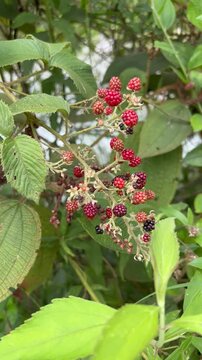 Wild blackberries in the forest with an ant