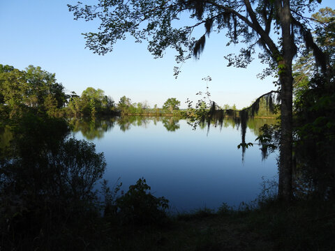 The tranquil beauty of Santee State Park. Natural reflections uopn the calm waters of Lake Marion. Spring season, Orangeburg County, South Carolina.    