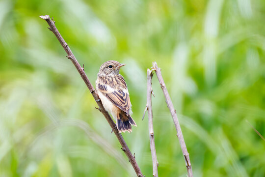 ノビタキ, ヒタキ科,
英名学名：Amur Stonechat, Siberian Stonechat, Saxicola stejnegeri, Saxicola torquata, 
山梨県富士吉田市自衛隊北富士演習場-2025
富士山の麓に広がる、日本陸上自衛隊の北富士演習場。
年に数回、一般市民に公開され、ハイキングやバードウォッチングが楽しめる。
広大な草原と森林が広がる。結果として大自