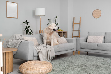 Adorable Labrador dog sitting on sofa at home