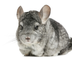 Obraz premium Cute funny grey chinchilla isolated on white