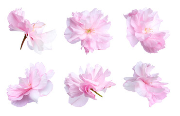 Naklejka premium Spring blossom. Sakura flowers with pink petals isolated on white, set
