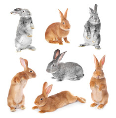 Obraz premium Cute fluffy rabbits isolated on white, collage