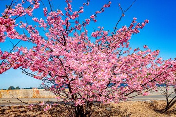 四浦半島の河津桜
