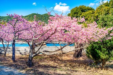 四浦半島の河津桜