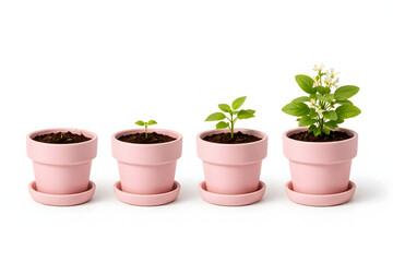 Obraz premium Plant growth stages in pink ceramic pots isolated on white background for business development concept