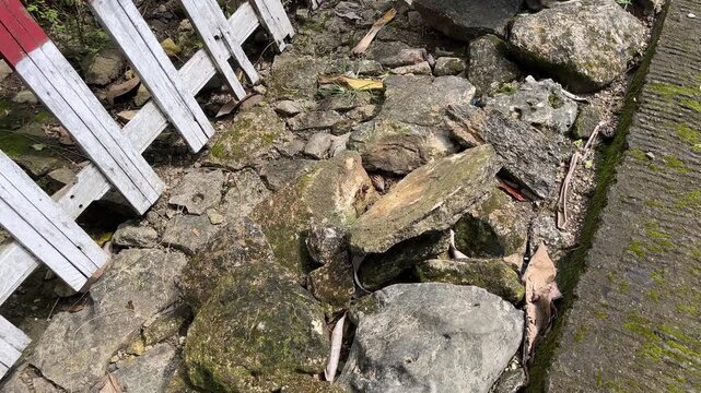 Villagers responding to juvenile water monitor lizard near rural house fence during daytime, highlighting community safety concern and human wildlife interaction.