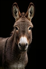 Obraz premium portrait of a donkey