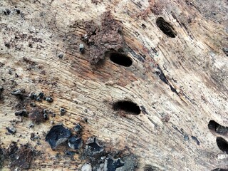 texture of fallen tree pieces