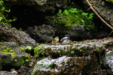 森の泉で水浴びする、日本最小の鳥可愛いキクイタダキ（ウグイス科） 可愛いヒガラ（シジュウカラ科） 英名学名： Goldcrest, Cercopithecus cephus, Coal tit (Periparus ater Linnaeus, family comprising tits). 山梨県富士吉田市大洞の水場-2025 山中湖の別荘地内にある水場。 崖から美しい清水が湧くポイントで、古 © d3_plus
