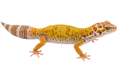 Fototapeta premium Vivid yellow leopard gecko with orange spots and striped tail, captured in high-resolution studio detail, showcasing intricate skin texture against a clean white background