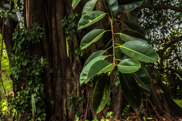 Fototapeta premium Marilia, SP, Brazil, November 02, 2025. Close-up of an Indian Rubber Tree (Ficus elastica) leaf against its massive trunk.