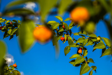 Ripe red and unripe green Surinam cherry (Eugenia uniflora) fruits on a branch. Native to Brazil, this tropical superfruit is known for its high vitamin C content and unique sweet-sour flavor.