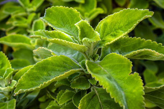 Close-up of fresh, wet green leaves of Boldo (Plectranthus barbatus), a famous medicinal herb from Brazil, showcasing its rich, moist texture.