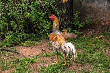 Vibrant rooster with distinctive white tail feathers and a red comb stands on a grassy patch in a garden, accompanied by a small chick near lush green foliage and a tree trunk in the sun