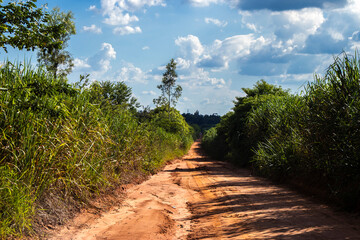 A rough red dirt road winds through tall, wild grass and dense vegetation in Brazil's countryside. This captures a typical rural scene, highlighting remote, unpaved paths and natural overgrowth.