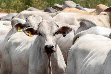 Herd of Nelore cattle grazing in a pasture on the brazilian ranch